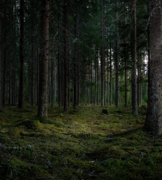 MIŠKŲ PIRKIMAS