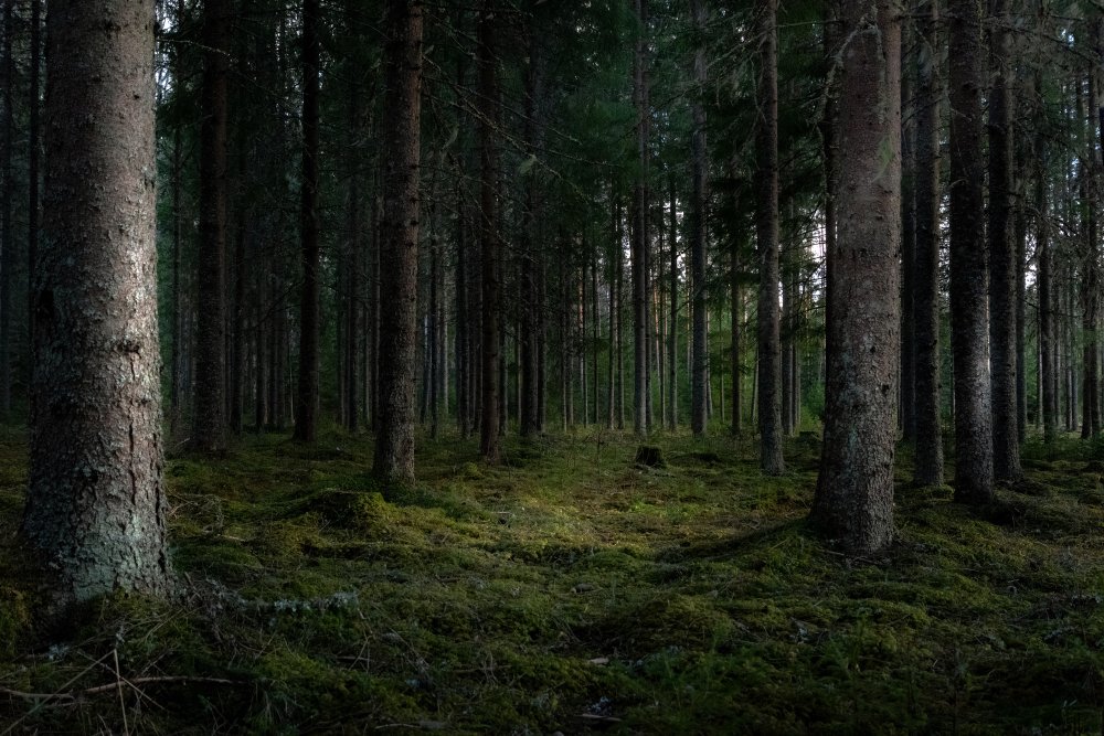MIŠKŲ PIRKIMAS